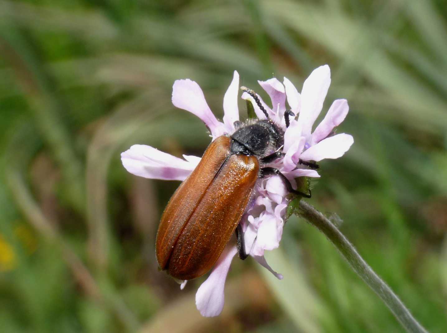 Lydus trimaculatus cfr italicus